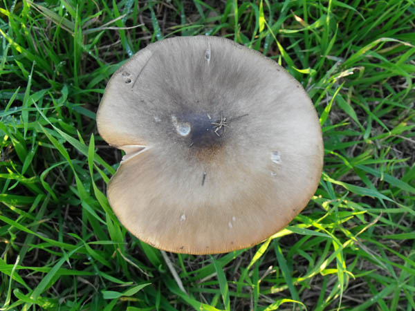 Fungo pollicolo